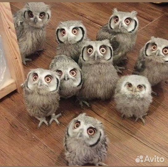 Сказка по телефону для взрослого человека