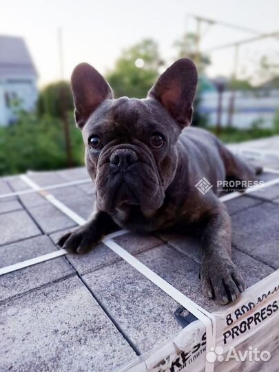 Тротуарная плитка