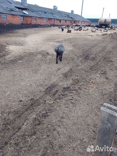 Овцы бараны