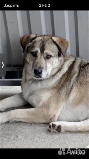 Метис Среднеазиатская овчарка masha