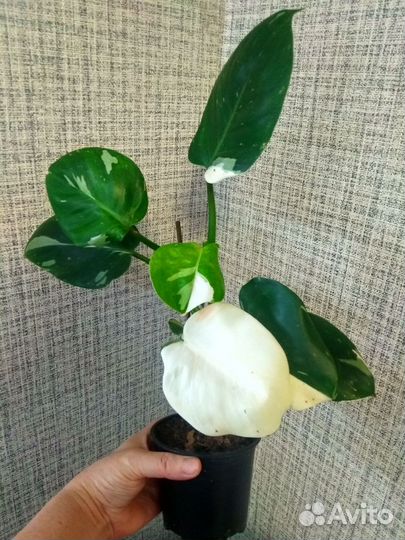 Филодендрон white wizard