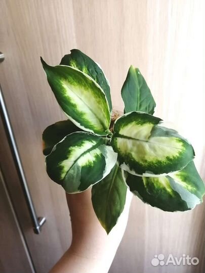 Диффенбахия вариегатная Кул бьюти