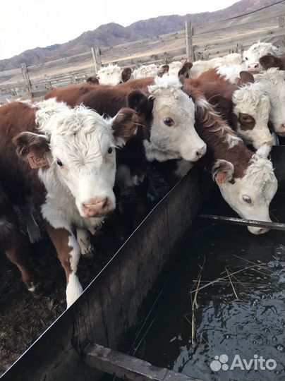 Продам бычков и телок