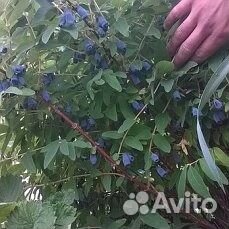 Саженцы жимолости