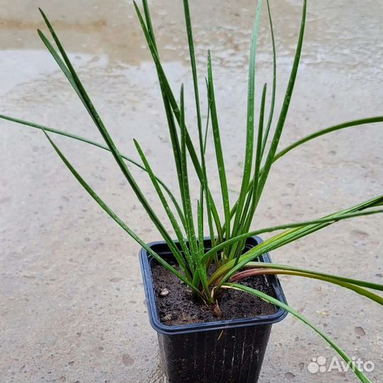 Зефирантес