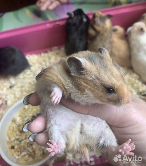 Сирийский хомяк девочка