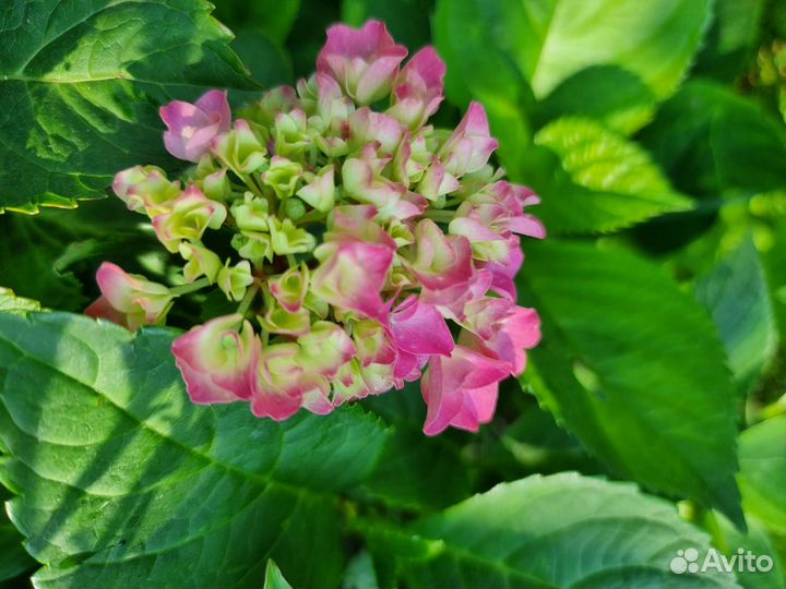 Гортензия крупнолистная