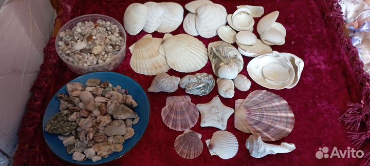 Ракушки камни мор.звезда японское море