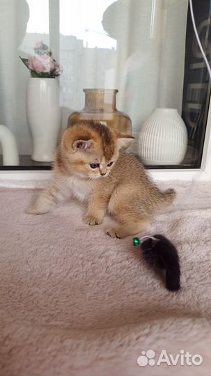 Шотландская золотая шиншилла