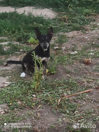 Щенки. бесплатно