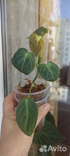 Филодендрон