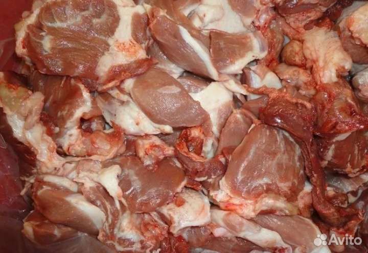 Кости обрезь домашней свинины