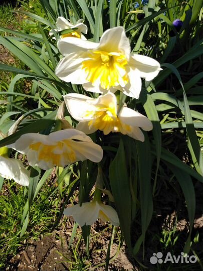 Нарциссы многолетние