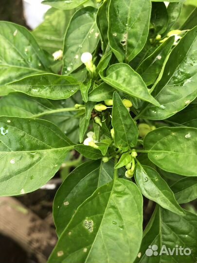 Острый перец в горшке