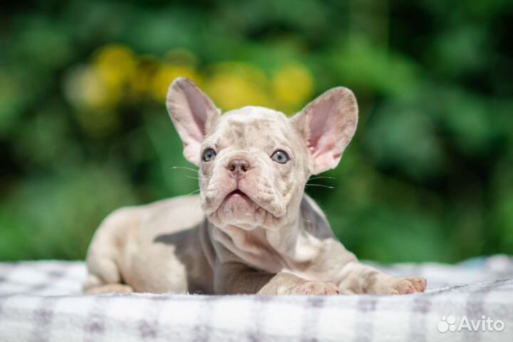 Французский бульдог Изабелла мерле