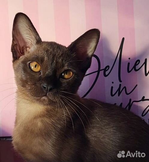 Бурма котята