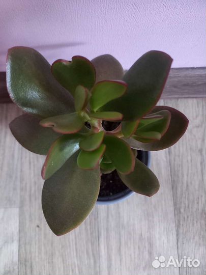 Толстянка денежное дерево