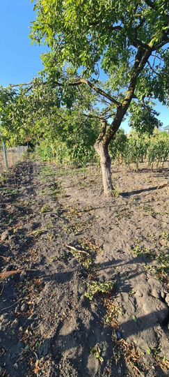 Участок 6 сот. (СНТ, ДНП)