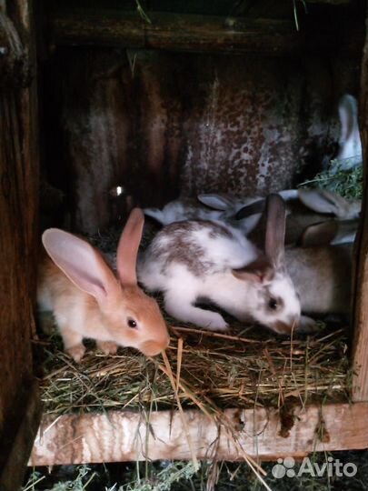 Продаются крольчата (2-4мес)