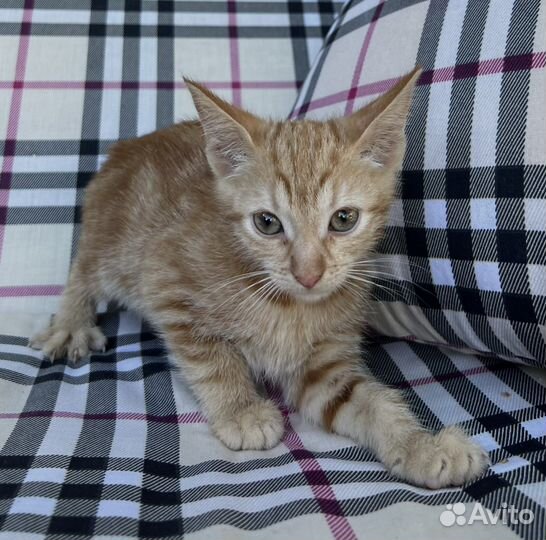 Котята ищут новый дом