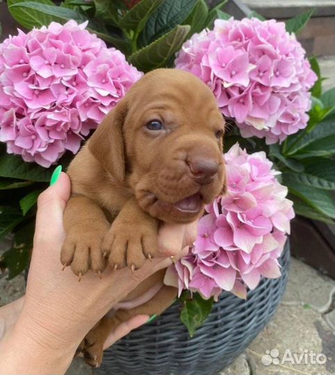 Венгерская выжла