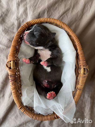 10 шикарных малышей,с документами