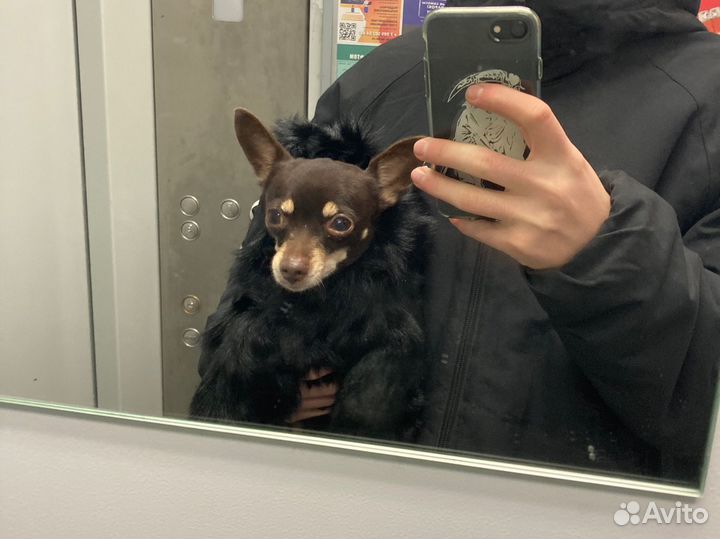 Собачья шуба