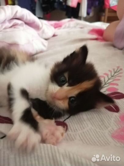 Котятки в добрые ручки