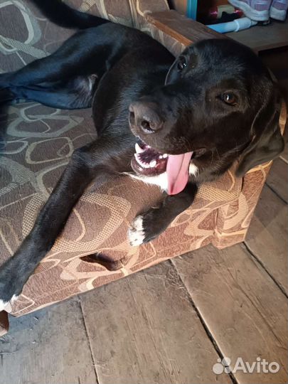 Собака в добрые руки лабрадор