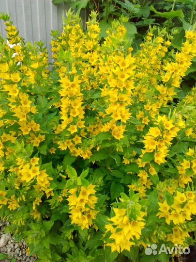 Многолетники. Лекарственные растения