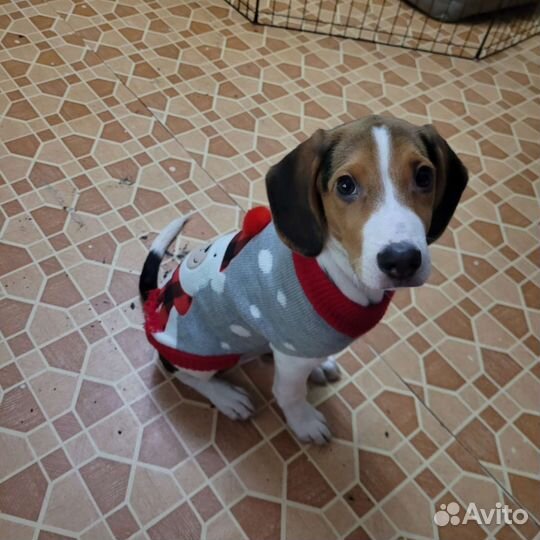 Собака в добрые руки отдам бесплатно