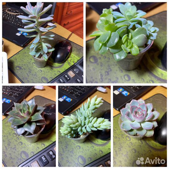 Суккуленты