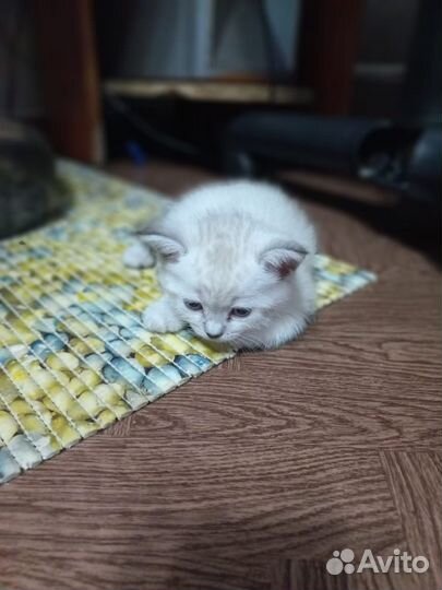 Шотландская вислоухая кошка