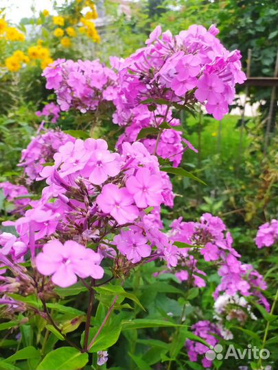 Флоксы многолетние