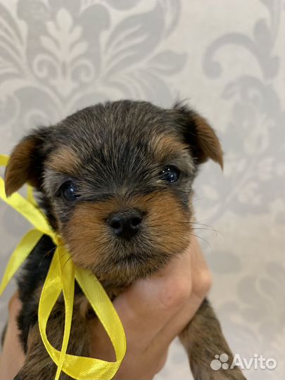 Йоркширский терьер