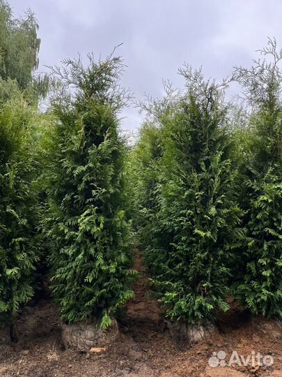 Туя Смарагд Брабант