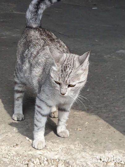 Кошка в дар