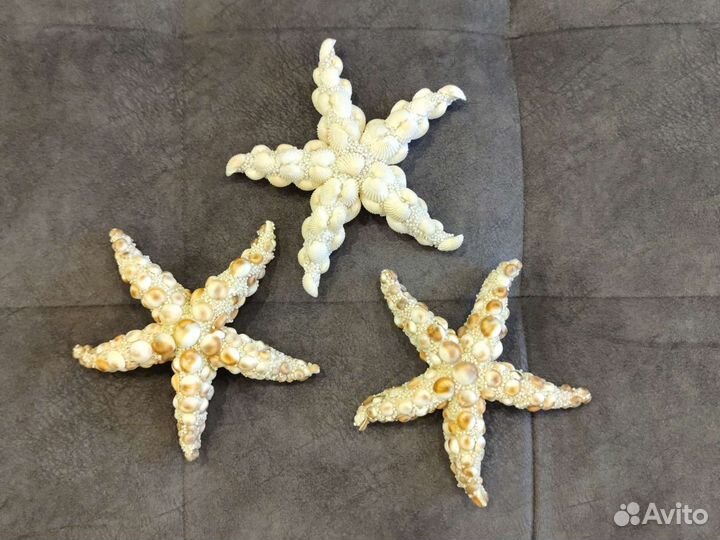 Морские звёзды