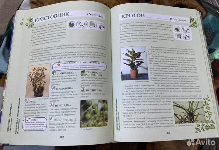 Энциклопедия комнатных растений