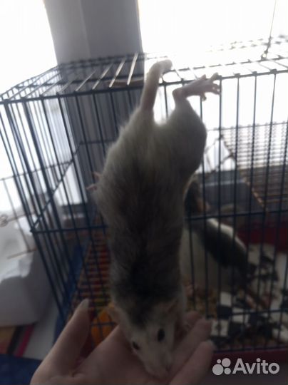 Декоративная крыса дамбо