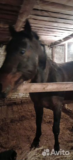 Русский рысак