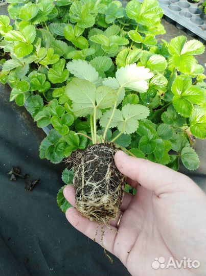 Рассада разных сортов клубники и ежевики