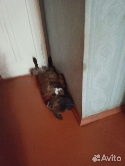 Боксер вязка