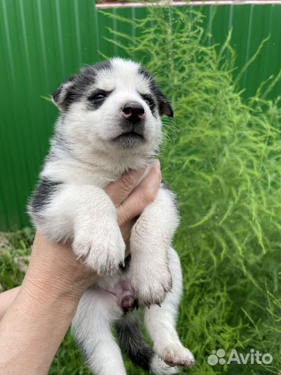 Собака в добрые руки хаски