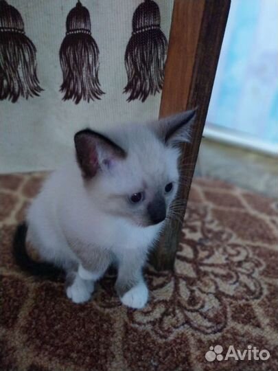Тайская кошка