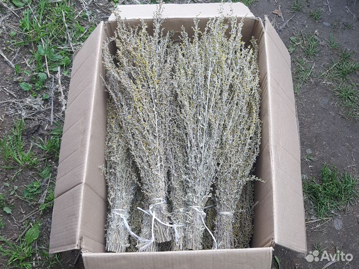 Полынь горькая в баню