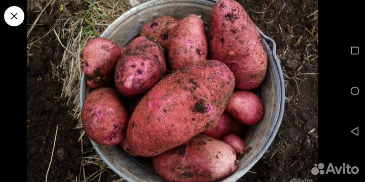 Продам картофель