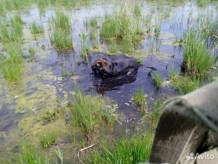 Собака в добрые руки отдам бесплатно