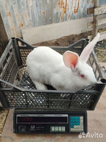 Кролик Белый паннон