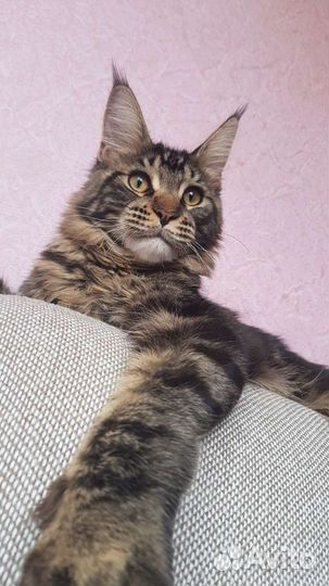 Мейн-кун вязка